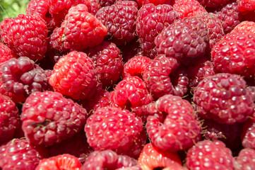 Close-up Organic Raspberry Fruit