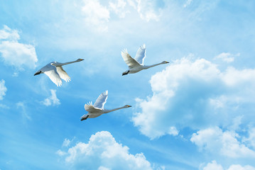 Migrating cranes spring or autumn season