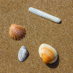 shells on the sea sand
