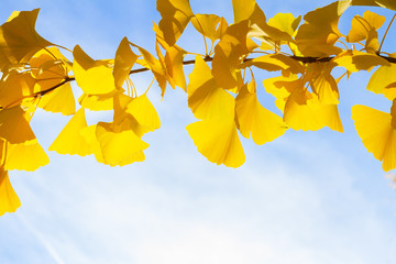 Vibrant fall foliage