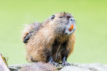 Myocastor coypus, single mammal