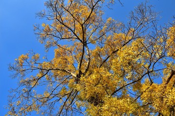 Birch tree crown in golden autumn foliage on background of blue sky. Tree in center