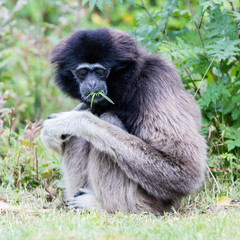 Adult white handed gibbon
