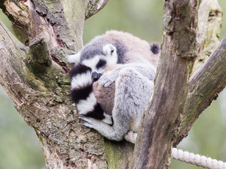 Ring-tailed lemur (Lemur catta)