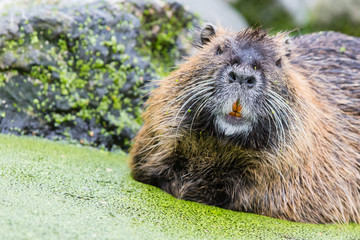 Myocastor coypus, single mammal