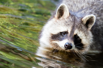 Racoon washing at the waterfront