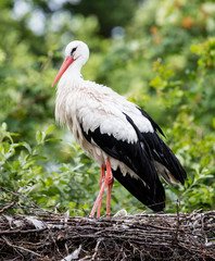 Two adult storks