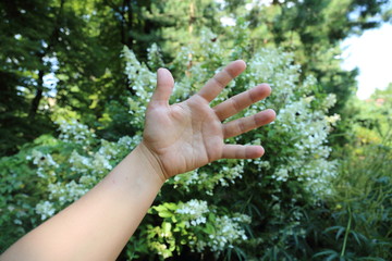 Fototapeta na wymiar Elegant hand of an adult woman without jewelry in the daylight in the summer