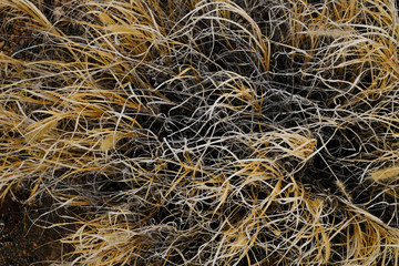 herbe sèche sécheresse jaune gris survie végétation désert