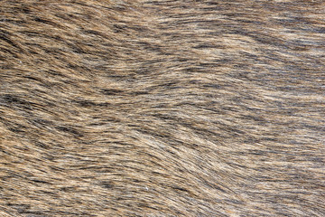 Boar fur wildlife animal texture.