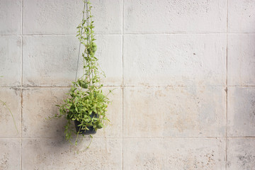 Ivy grown in plastic pots hanging on the walls.