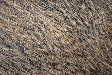 Boar fur wildlife animal texture.