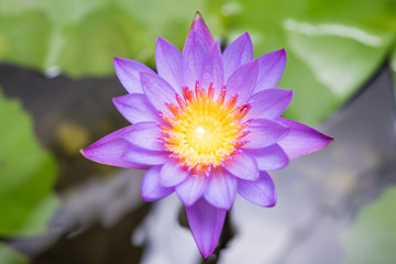 Beautiful lotus lily