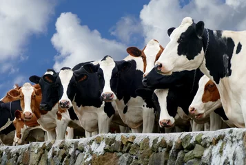 Tableaux ronds sur aluminium brossé Vache Manada de vacas