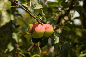 Fresh apples on the branch