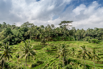 Fototapeta na wymiar ubud rice paddy fields