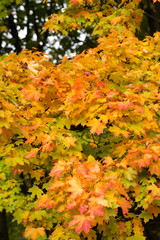 impression of leaves and autumn colors