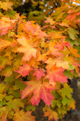 impression of leaves and autumn colors