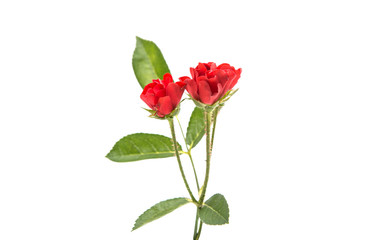 small red rose