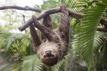 two-toed sloth - obrazy, fototapety, plakaty