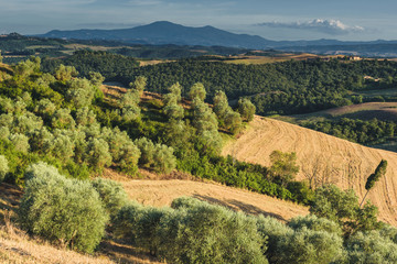 Fototapeta na wymiar Old rural land with olive trees on the hillside