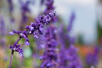 Beautiful bouquet violet lavender flowers for nature background.