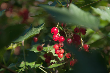 Obraz premium Red currants