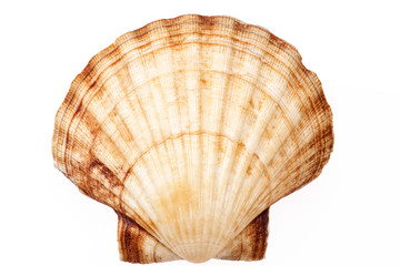 single sea shell of mollusk isolated on white background © mychadre77