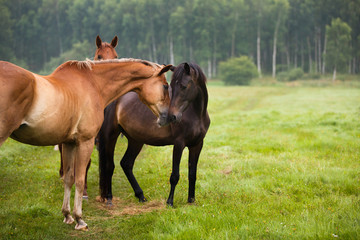 Fototapeta premium Konie rano