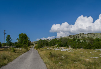 Road surrounded by green