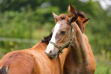 Two foals in a meadow