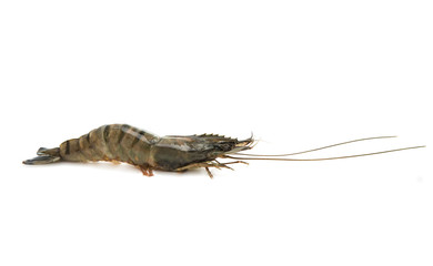 Raw fresh shrimp