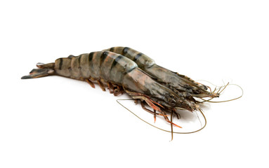 Raw fresh shrimp