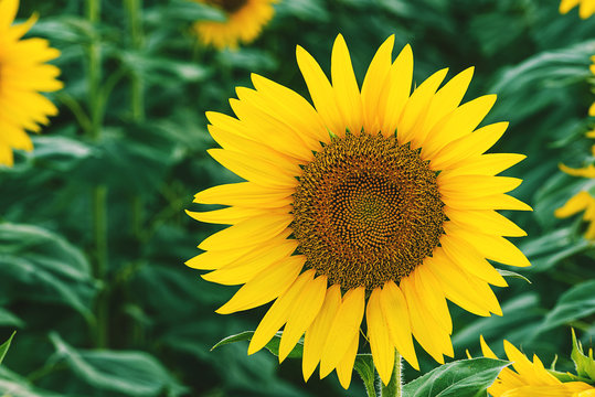 yellow sunflowers