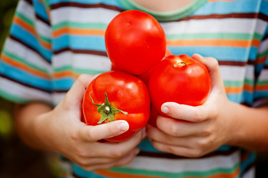 Tomato harvest. Kids hands with freshly harvested tomatoes