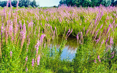 Closeup of reddish purple flowering Purple Loosestrife plants