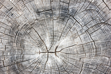 Tree cut cross section closeup texture.