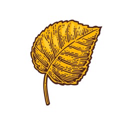 Linden leaf. Vector color vintage engraved illustration.