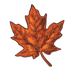 Maple leaf. Vector vintage color engraved illustration.