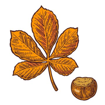 Chestnut leaf and nut. Vector color vintage engraved illustration.