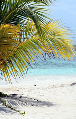 Palm tree, white sand beach and azure water, Maldives
