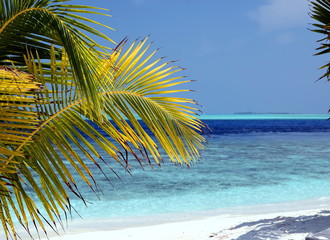 Palm tree, white sand beach and azure water, Maldives