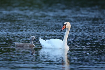 Obraz premium Swan with young on the lake in their nature habitat, european wildlife, wild animals, great birds, beautiful and love