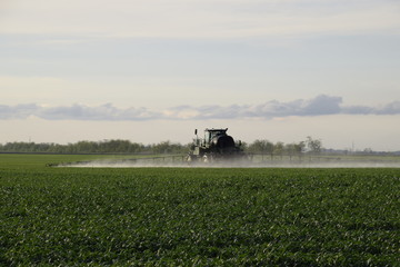 Fototapeta premium Tractor with high wheels is making fertilizer on young wheat