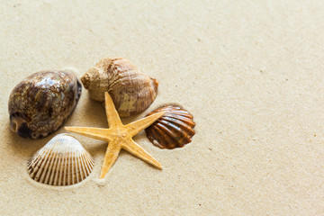  Seashells on the beach sand