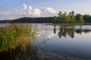 Sedge growing in the crystal waters of the lake Uzhin, illuminated by warm light in the evening, Russia, Valdai