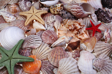 Colorful seashells and starfishes as background