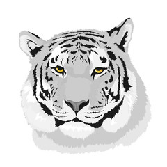 tiger head illustration