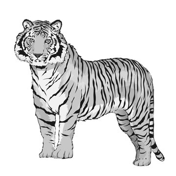 tiger standing illustration