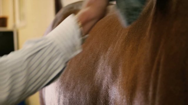 Close-up: man combing a horse shoulder